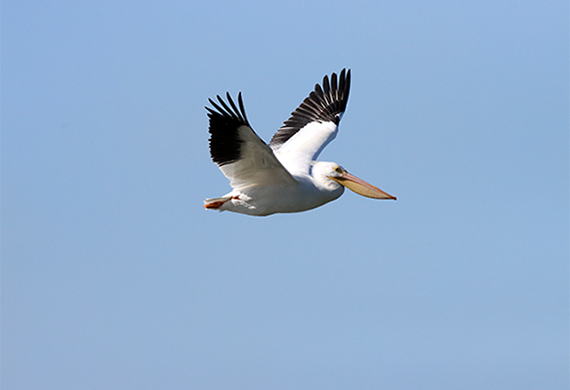 American White Pelican by Kevin Burke
